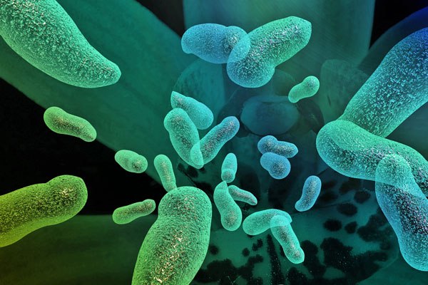 Пробиотики смогут лечить сахарный диабет